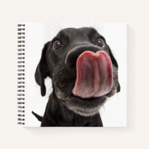 Black Labrador Licking Its Nose Notebook