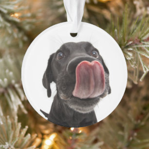 Black Labrador Licking Its Nose Ornament
