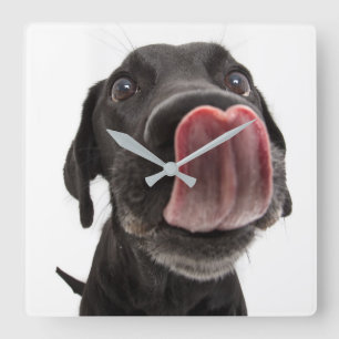 Black Labrador Licking Its Nose Square Wall Clock