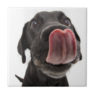 Black Labrador Licking Its Nose Tile
