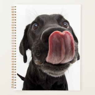 Black Labrador Lique Son Nez