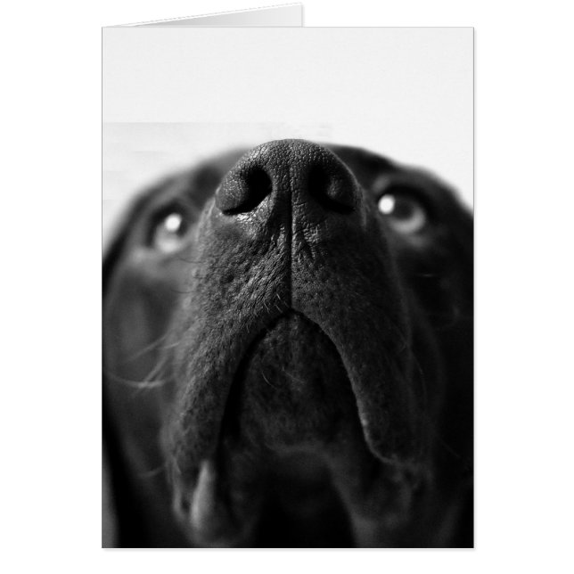 Black Labrador nose up close (Front)