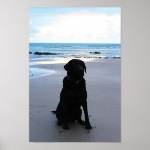 Black Labrador on a beach Poster