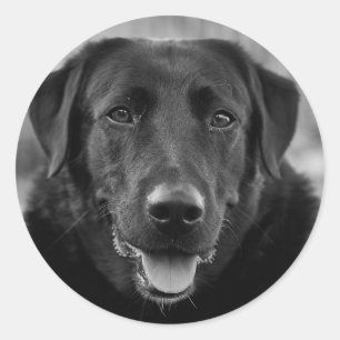 Black Labrador Photo Pet Dog Classic Round Sticker