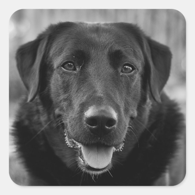 Black Labrador Photo Pet Dog  Square Sticker (Front)