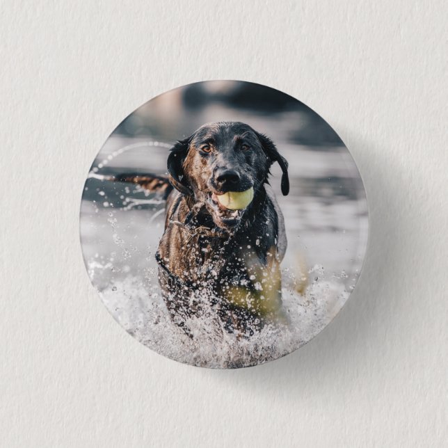 Black Labrador Plays Fetch In Water 1 Inch Round Button (Front)