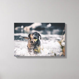 Black Labrador Plays Fetch In Water Canvas Print