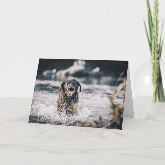 Black Labrador Plays Fetch In Water Card (Front)