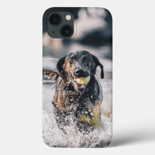 Black Labrador Plays Fetch In Water iPhone 13 Case