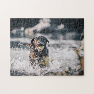 Black Labrador Plays Fetch In Water Jigsaw Puzzle