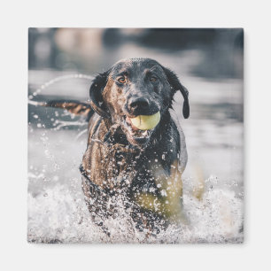 Black Labrador Plays Fetch In Water Magnet