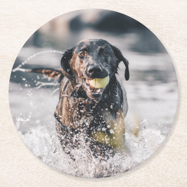 Black Labrador Plays Fetch In Water Round Paper Coaster (Front)