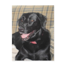 Black Labrador post card