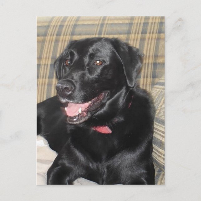 Black Labrador post card (Front)