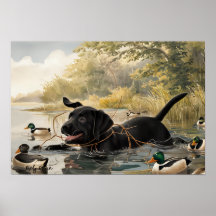 Black Labrador Puppy, Labrador Hunter Poster