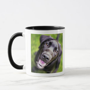 Black labrador puppy looking upwards, close-up mug
