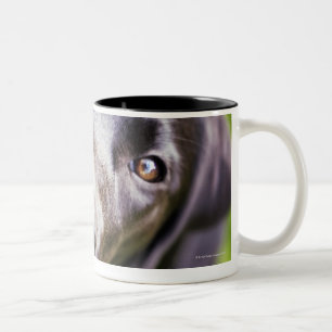 Black labrador puppy looking upwards, close-up Two-Tone coffee mug
