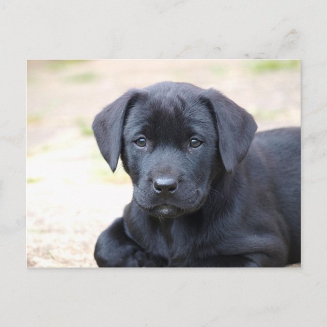 Black Labrador Puppy Postcard (Front)