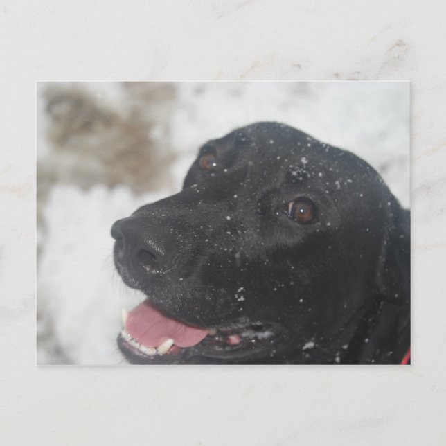 Black Labrador Retreiver Profile in Winter  Postca Postcard (Front)