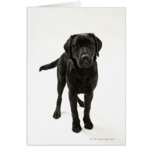 Black labrador retriever