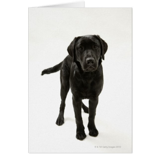 Black labrador retriever (Front)
