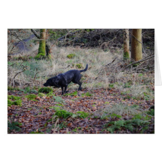 Black Labrador Retriever