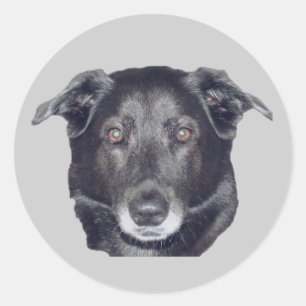 Black Labrador Retriever Dog Classic Round Sticker