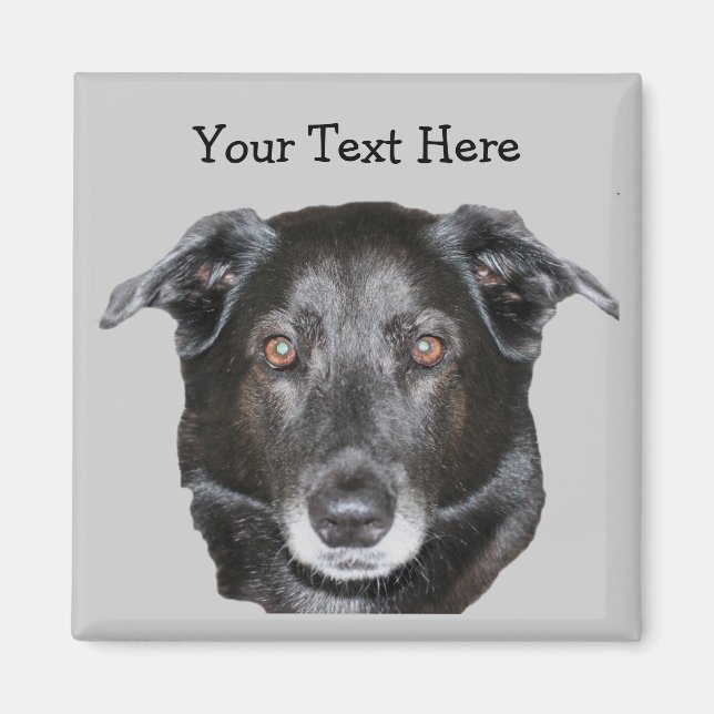 Black Labrador Retriever Dog Magnet (Devant)