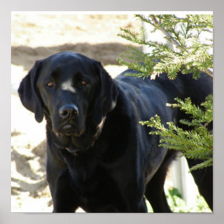 Black Labrador Retriever Dog Poster
