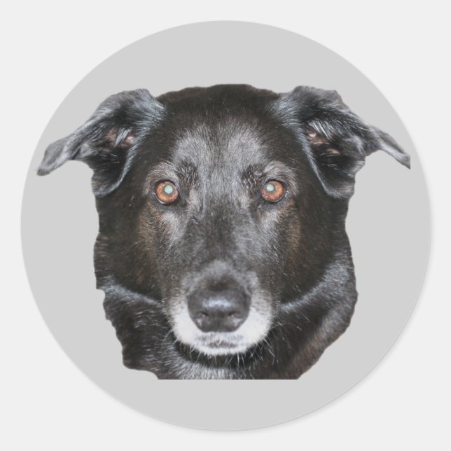 Black Labrador Retriever Dog Sticker (Front)