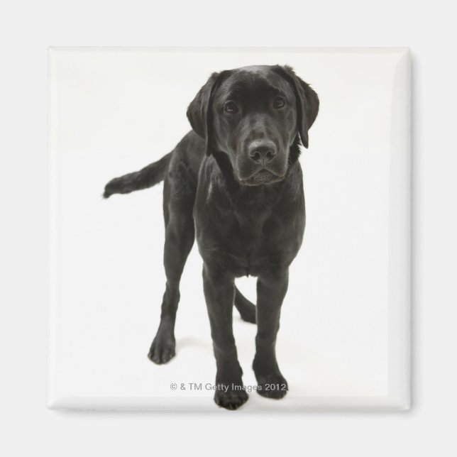 Black labrador retriever magnet (Front)