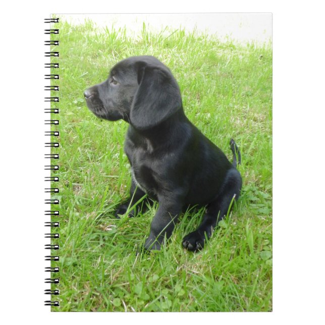 Black Labrador Retriever On Grass Notebook (Front)
