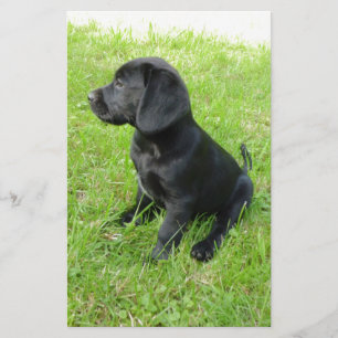 Black Labrador Retriever On Grass Stationery