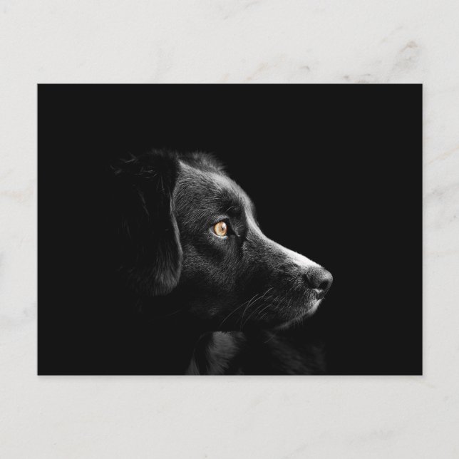 black labrador retriever postcard (Front)
