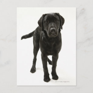 Black labrador retriever postcard