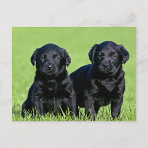 Black Labrador Retriever Puppy Dog Postcard
