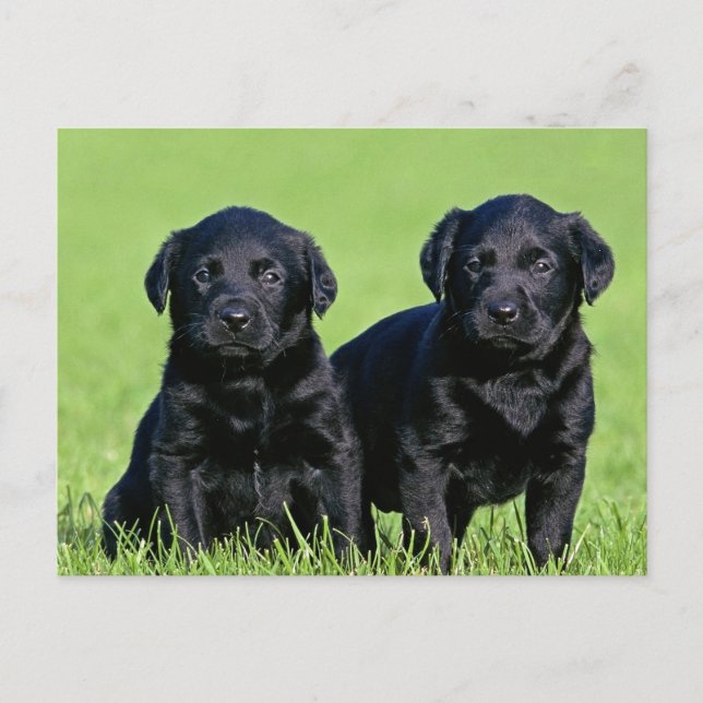 Black Labrador Retriever Puppy Dog Postcard (Front)
