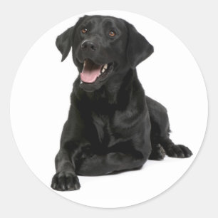 Black Labrador Retriever Puppy Dog Sticker / Seal