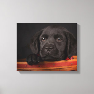 Black labrador retriever puppy in a basket canvas print