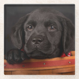 Black labrador retriever puppy in a basket glass coaster