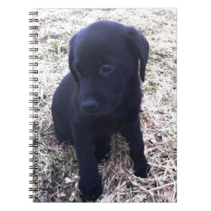 Black Labrador Retriever Puppy Notebook