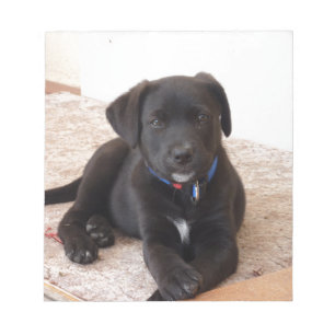 Black Labrador Retriever Puppy Notepad