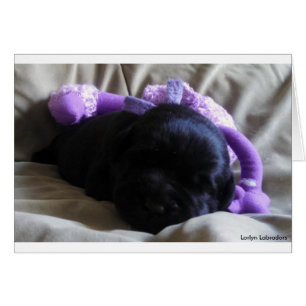 Black Labrador Retriever Puppy on a Blank Card