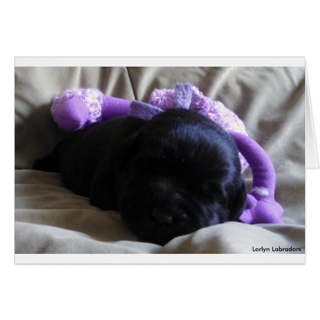 Black Labrador Retriever Puppy on a Blank Card (Front Horizontal)