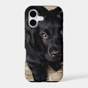 Black Labrador Retriever Puppy on Wood