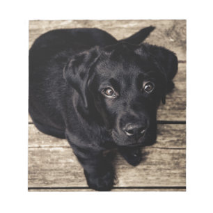 Black Labrador Retriever Puppy on Wood Notepad