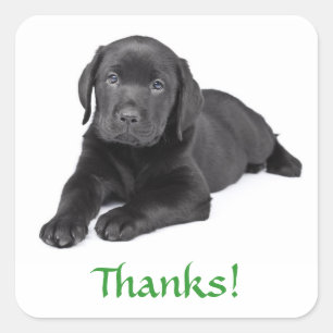Black Labrador Retriever Puppy Thank You Sticker