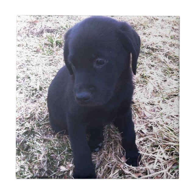 Black Labrador Retriever Puppy Tile (Front)