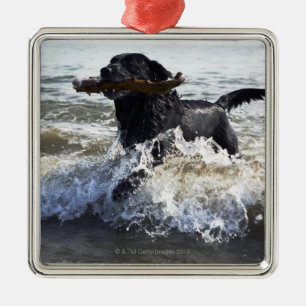 Black Labrador retriever running through surf, Metal Ornament