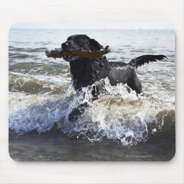 Black Labrador retriever running through surf, Mouse Pad (Front)